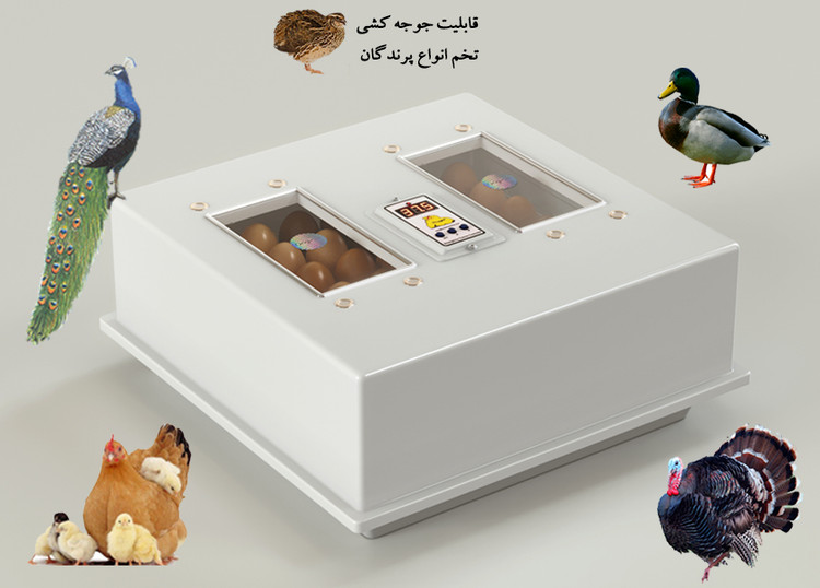 دستگاه جوجه کشی کاکس خانگی دیجیتال