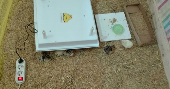 مادر مصنوعی باغی