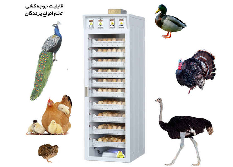 دستگاه جوجه کشی گالا کاکس