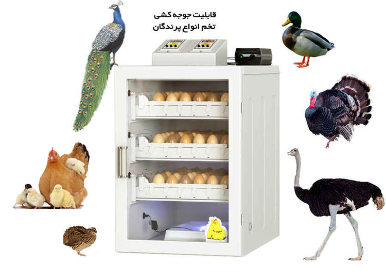 دستگاه جوجه کشی ایزی کاکس