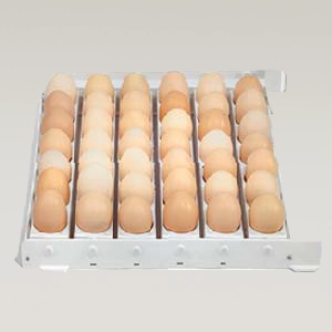 ترنر مرغ