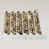 ترنر بلدرچین