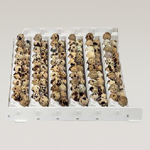 ترنر بلدرچین