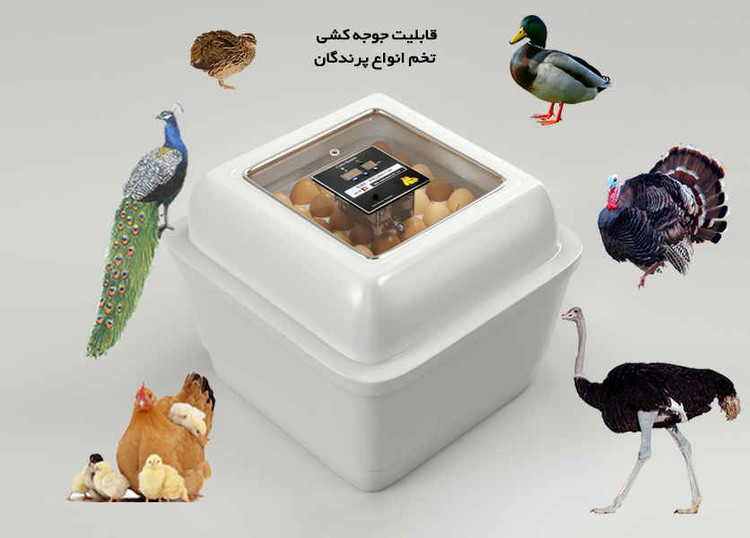 دستگاه جوجه کشی دو جداره 84 عددی با مه پاش اولتراسونیک